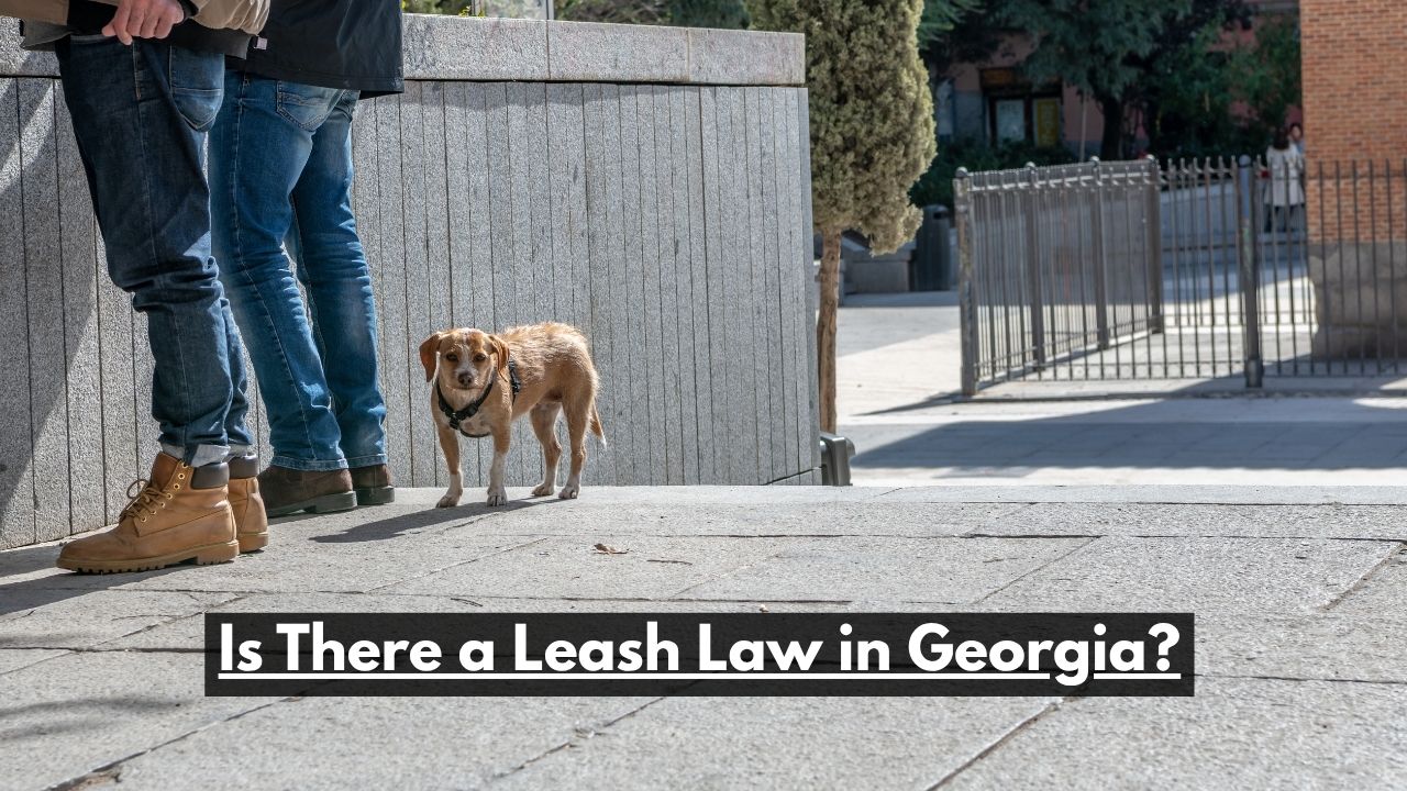 Is There a Leash Law in Georgia?