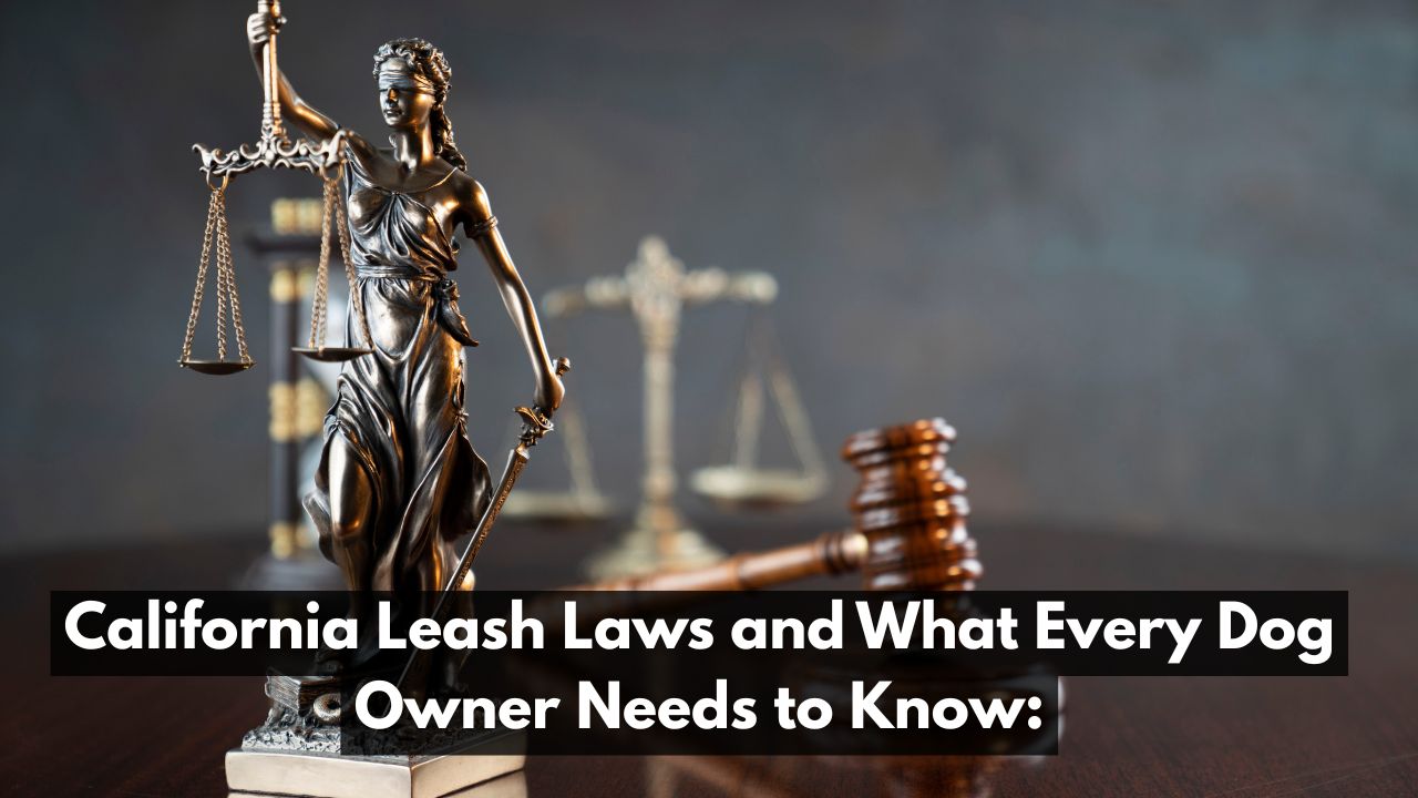 California Leash Laws and What Every Dog Owner Needs to Know: